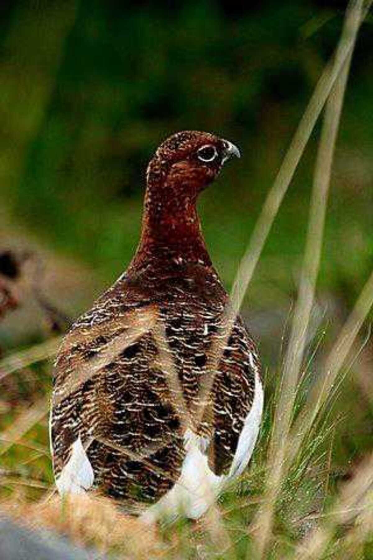 Området er populært for jakt og fiske Galleribilde