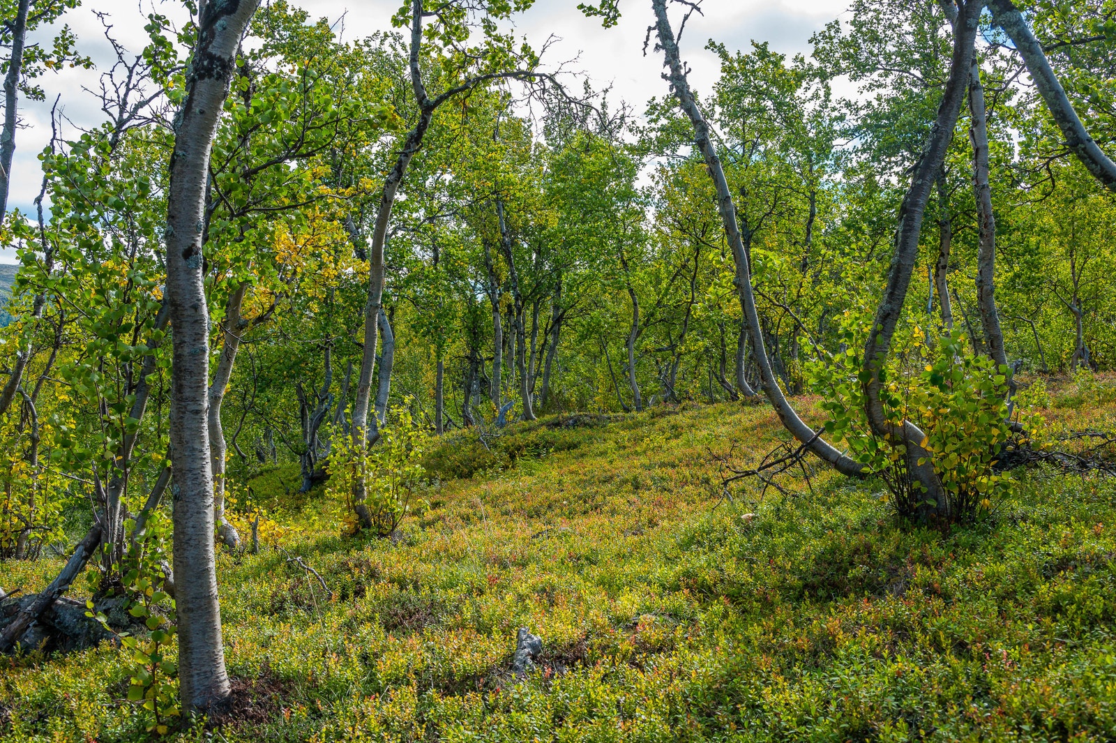 Naturen på tomtene Galleribilde