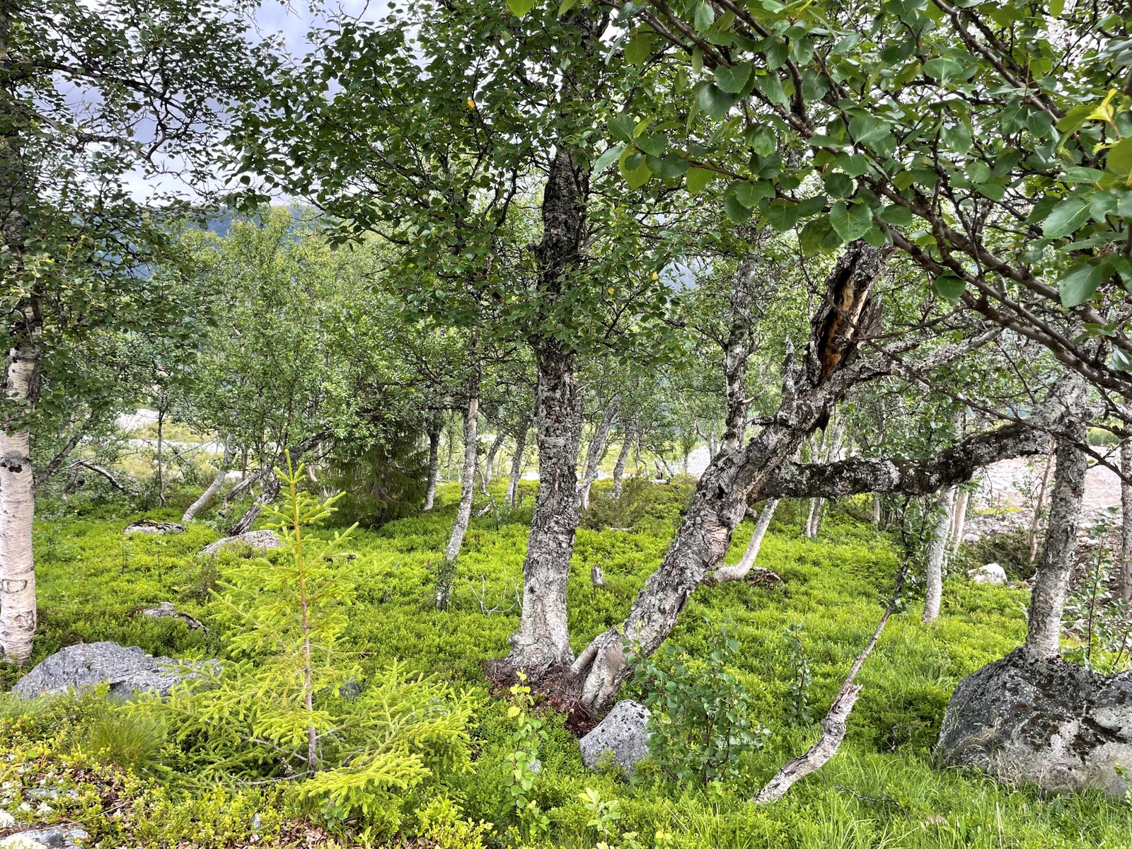 Eventyrlig skogbunn som hyttene står på Galleribilde