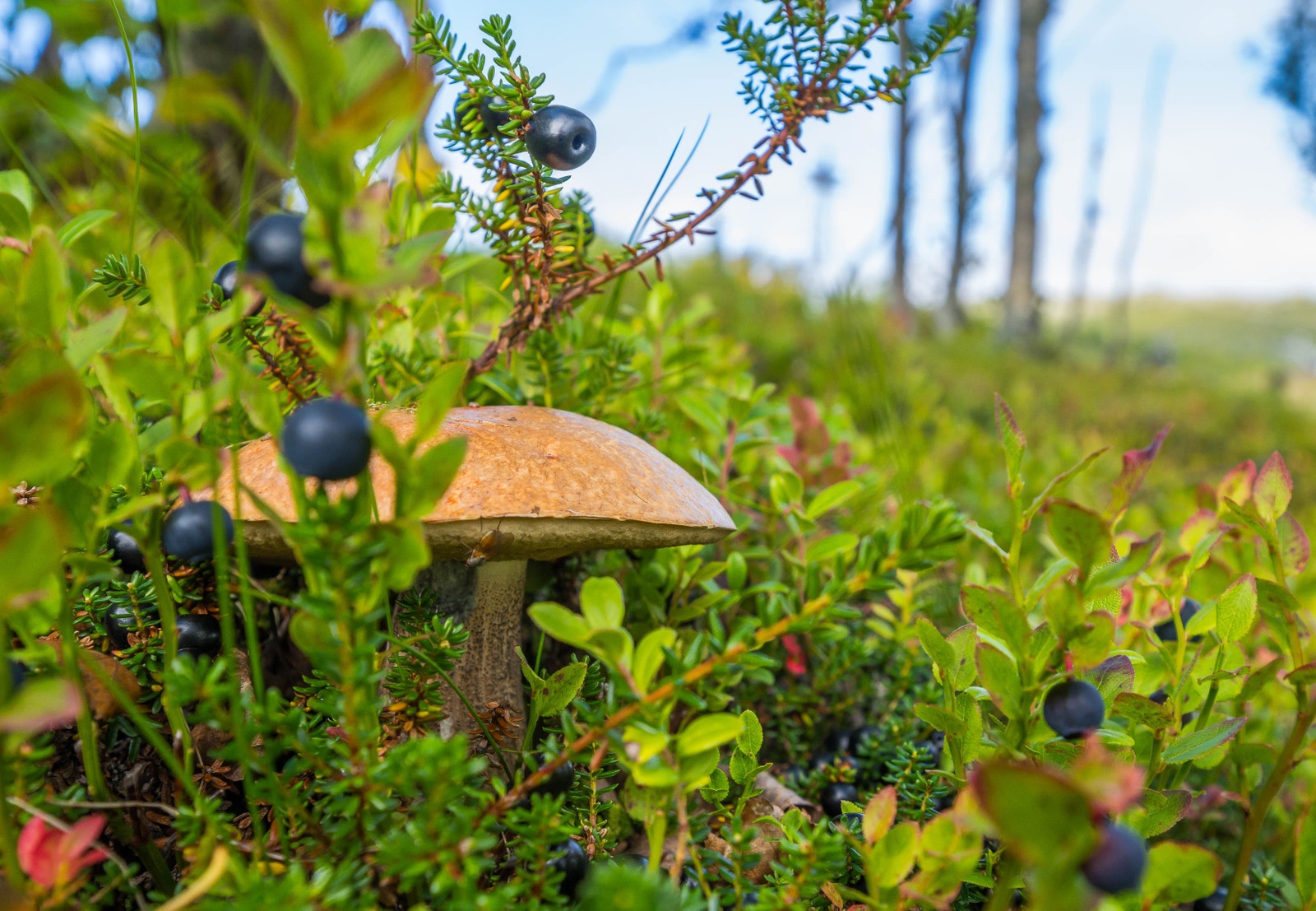 Naturen på tomtene Galleribilde
