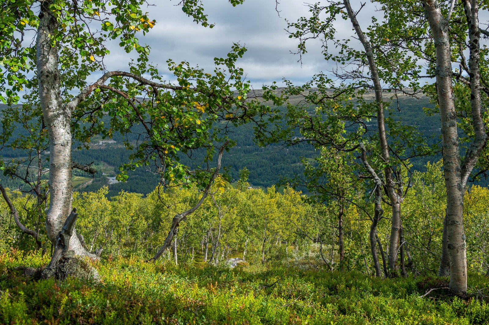 Vakker natur Galleribilde