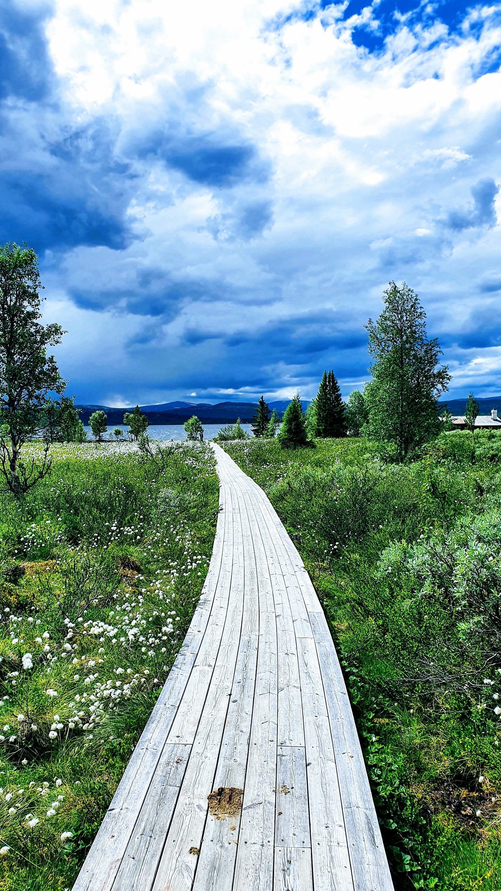 Turområdet ved furusjøen Galleribilde