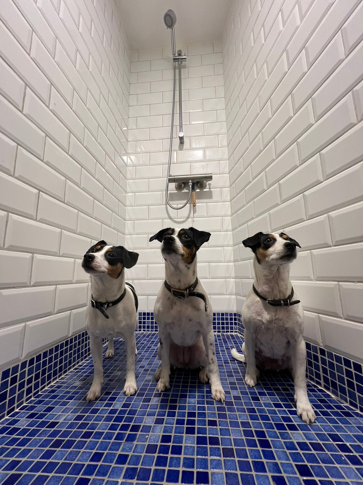 Dusj tilknyttet badstue Galleribilde