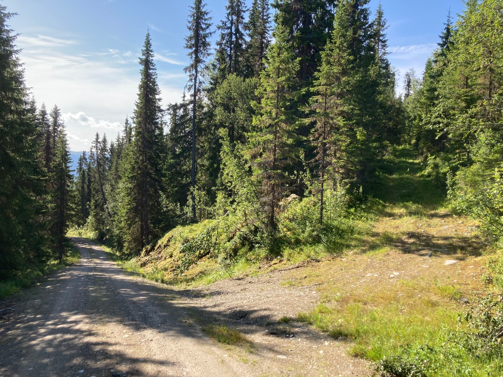 Driftsvei og setervei til Østerlia Galleribilde
