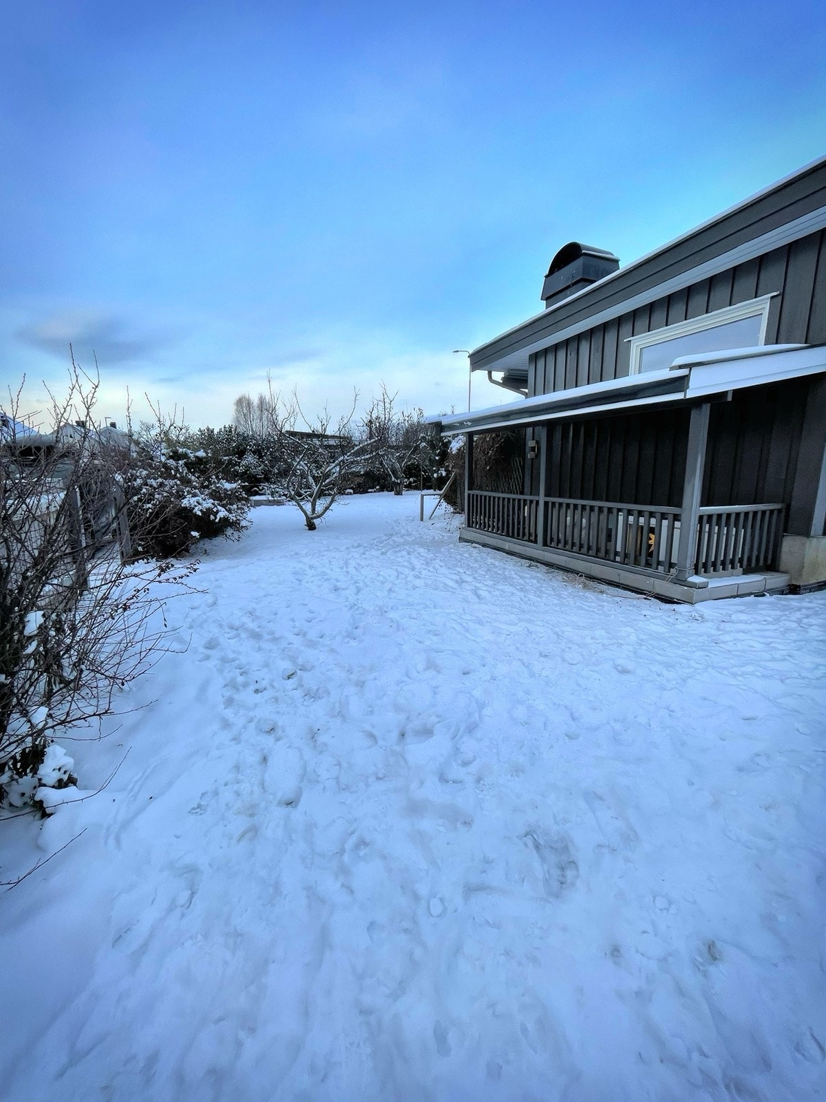 Vinter i hagen Galleribilde