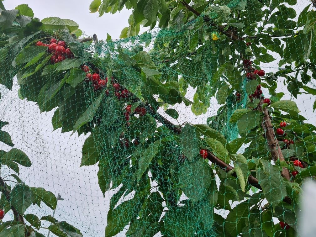 Disse smaker fantastisk.. Galleribilde