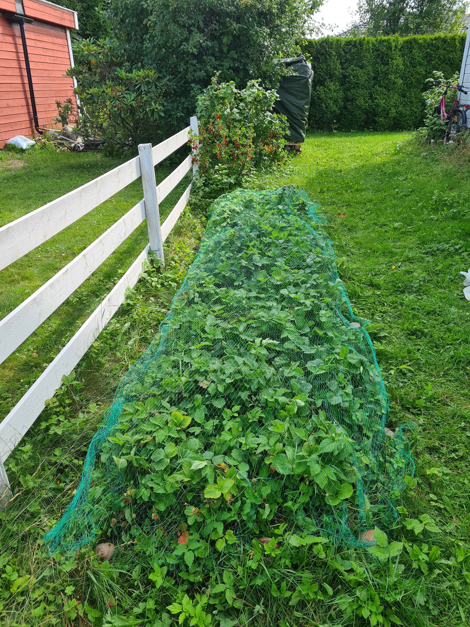 Tidligere jordbæråker på nordsiden av hagen. Galleribilde