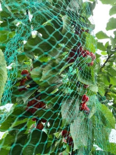 Søtkirsebærtre i hagen. Galleribilde