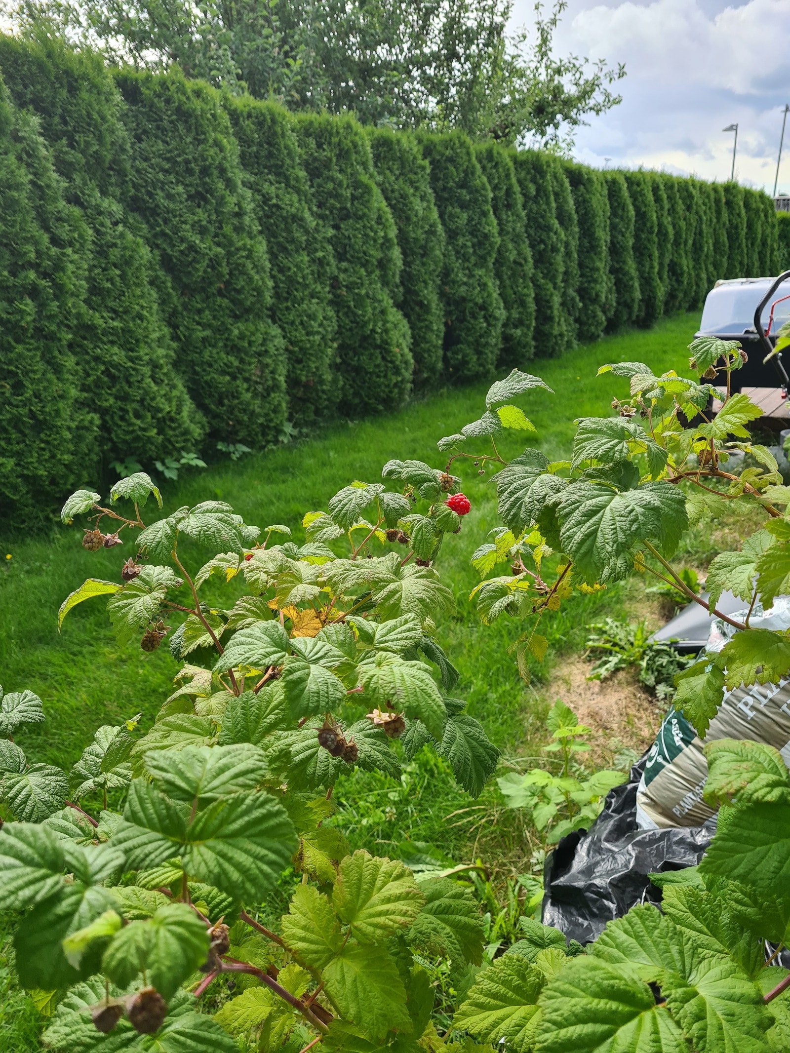Bringebær i hagen. Galleribilde