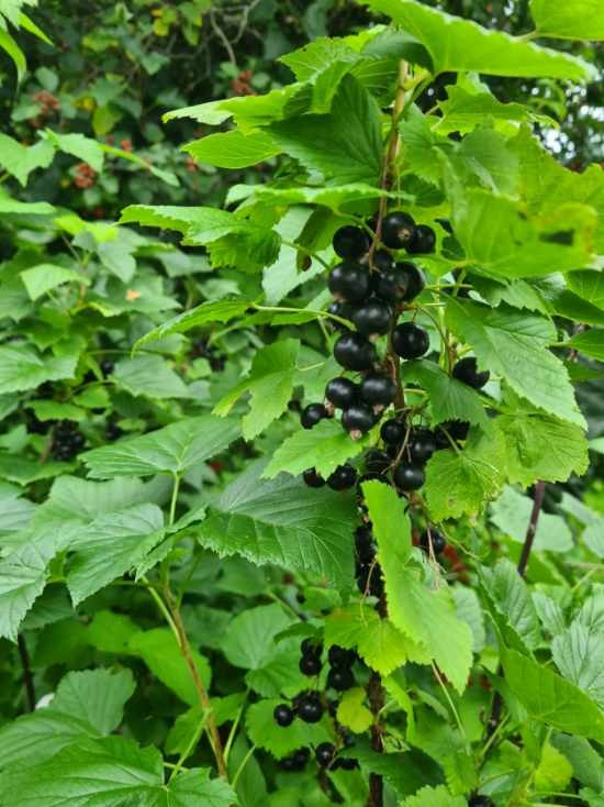 Solbær i hagen. Galleribilde