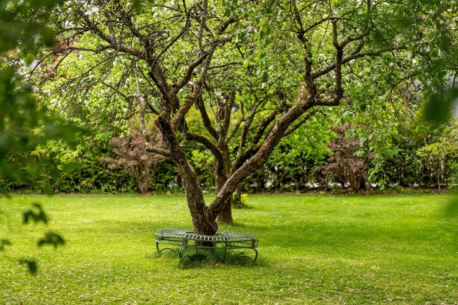 Eplehagen Galleribilde