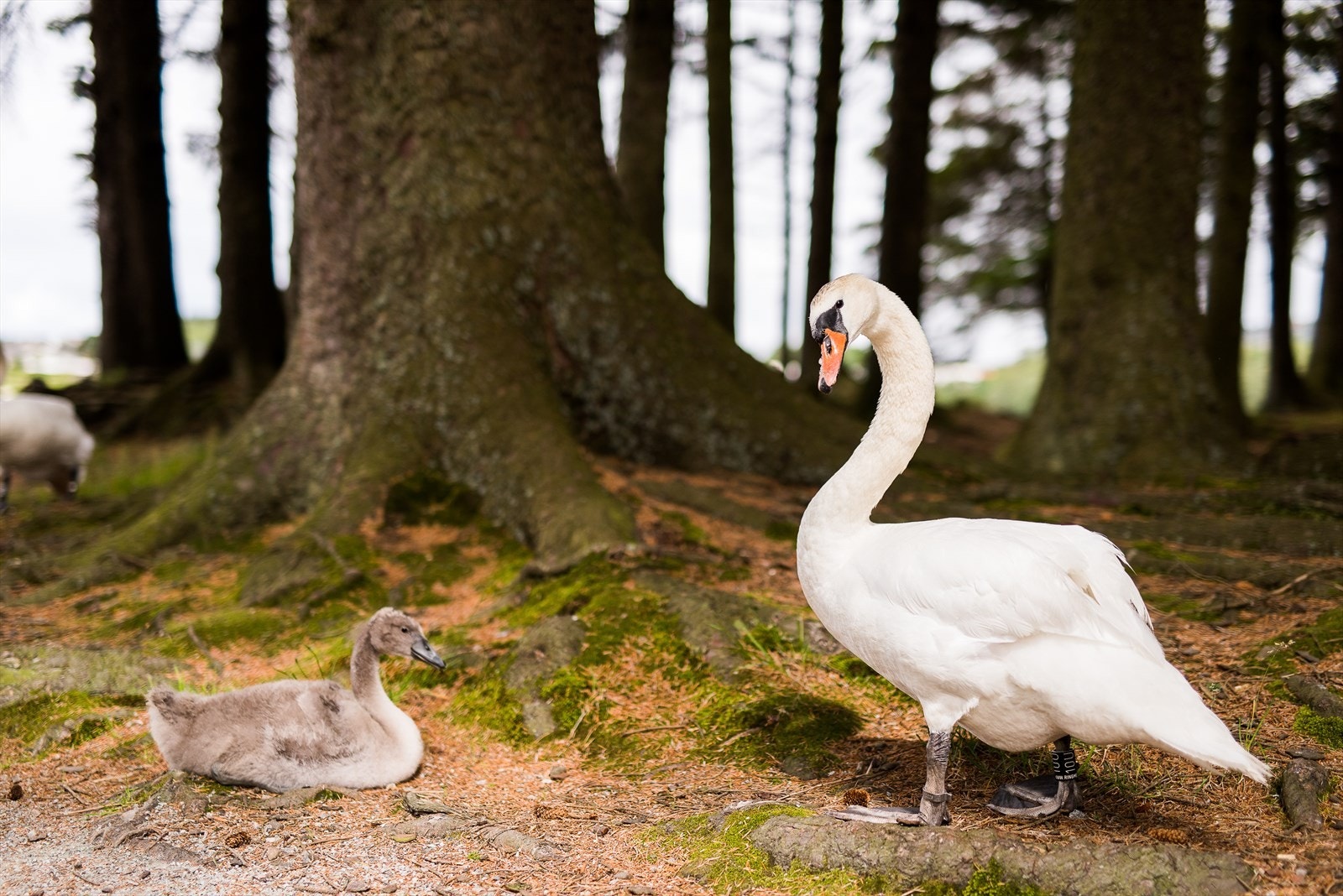 Vangen er et av de mest populære og sentrumsnære turområdene i Haugesund, og tilbyr fantastiske turmuligheter for både store og små. Galleribilde