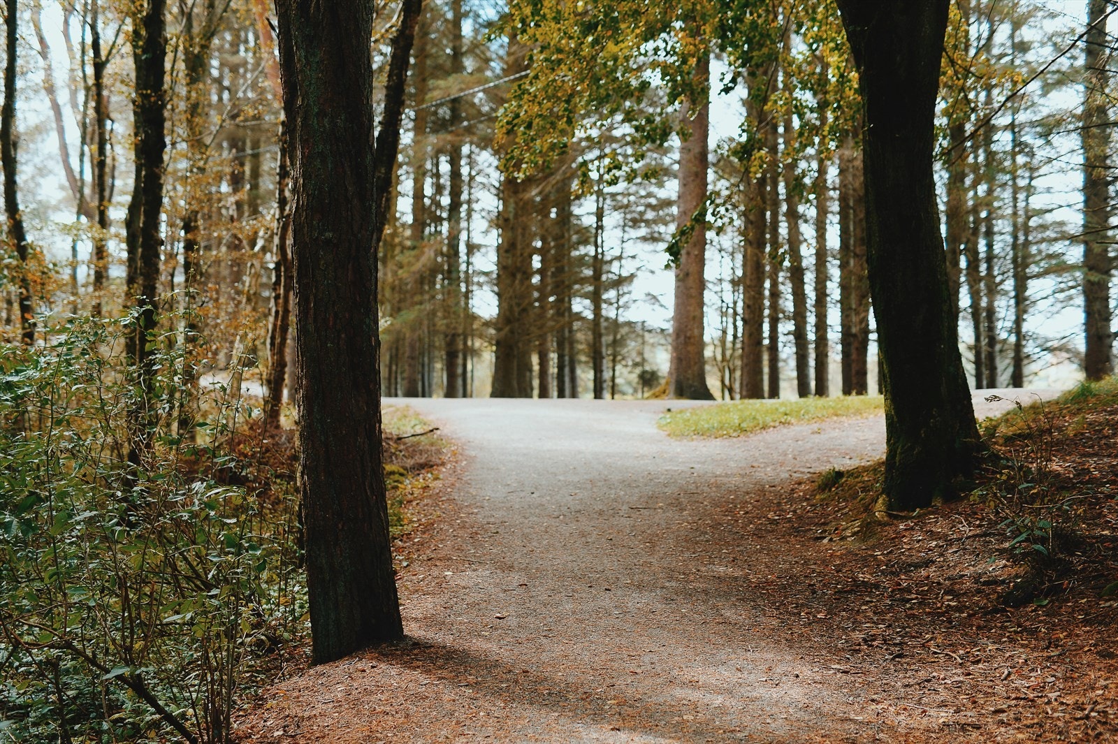 Et lite stykke nedi gata finner dere fantastiske rekreasjonsområder; Opparbeidet turvei rundt Skeisvannet, for ikke å snakke om Haraldsvang Naturpark. Galleribilde