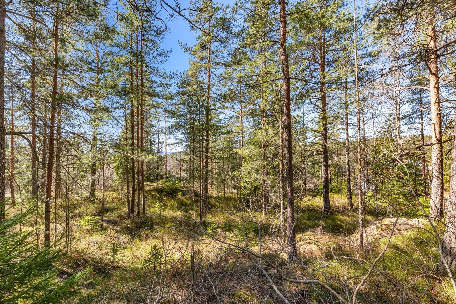 Stor solrik, idyllisk tomt på ca.1557m² med utviklingspotensiale. Galleribilde