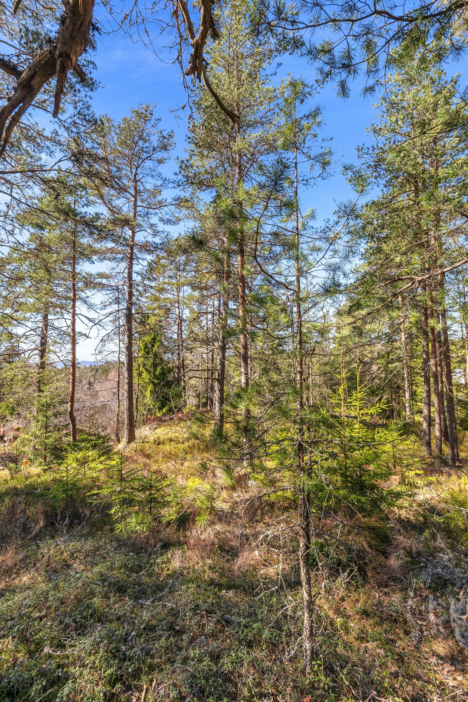 Godt utsyn fra tomtens høyeste platå Galleribilde