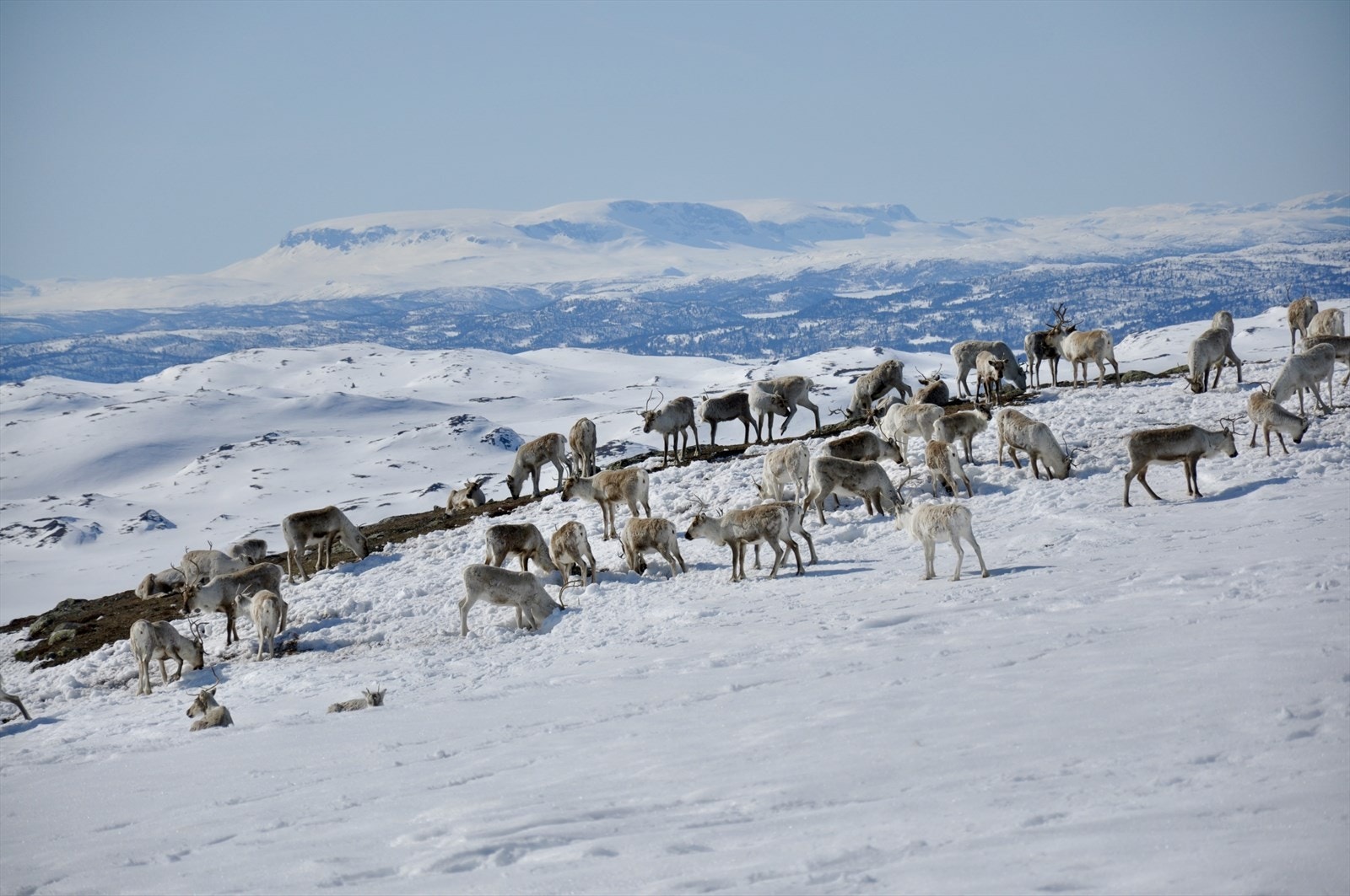 Her bor det villrein i vakker norsk natur Galleribilde