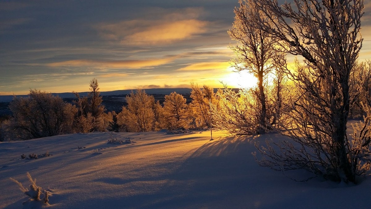 Selgers eget foto Galleribilde