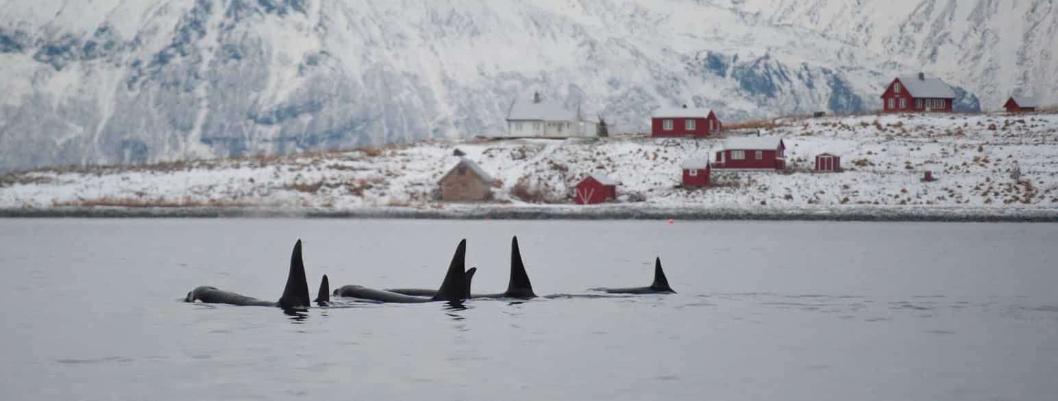 Spekkhoggere i sjøen.jpg Galleribilde