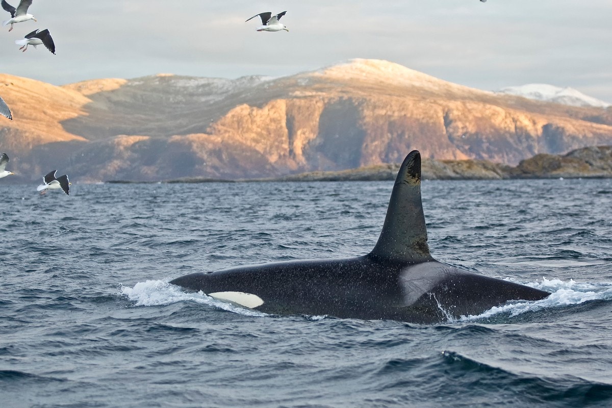 Spekkhogger i sjøen.jpg Galleribilde