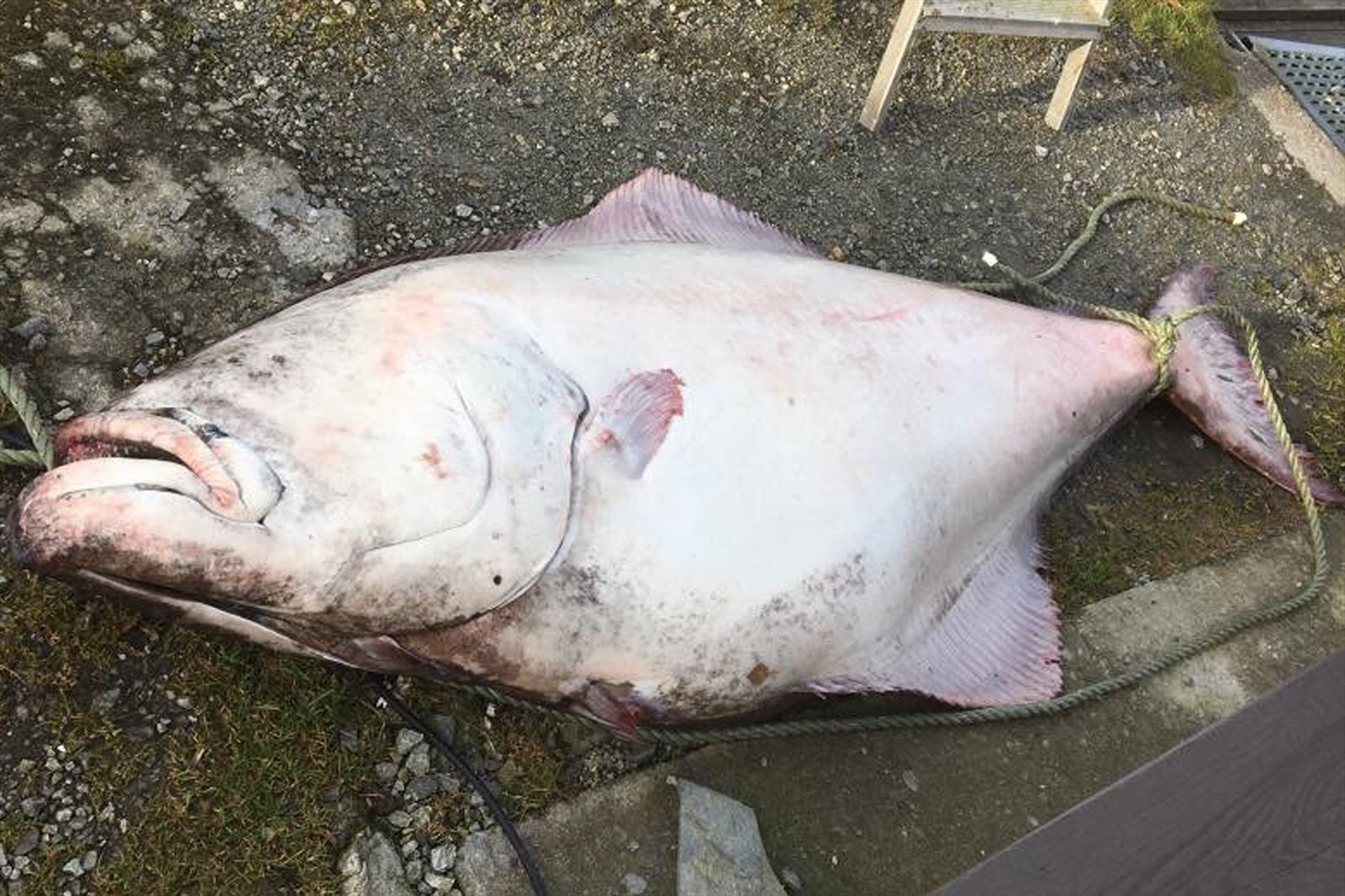 Kveite.jpg Galleribilde