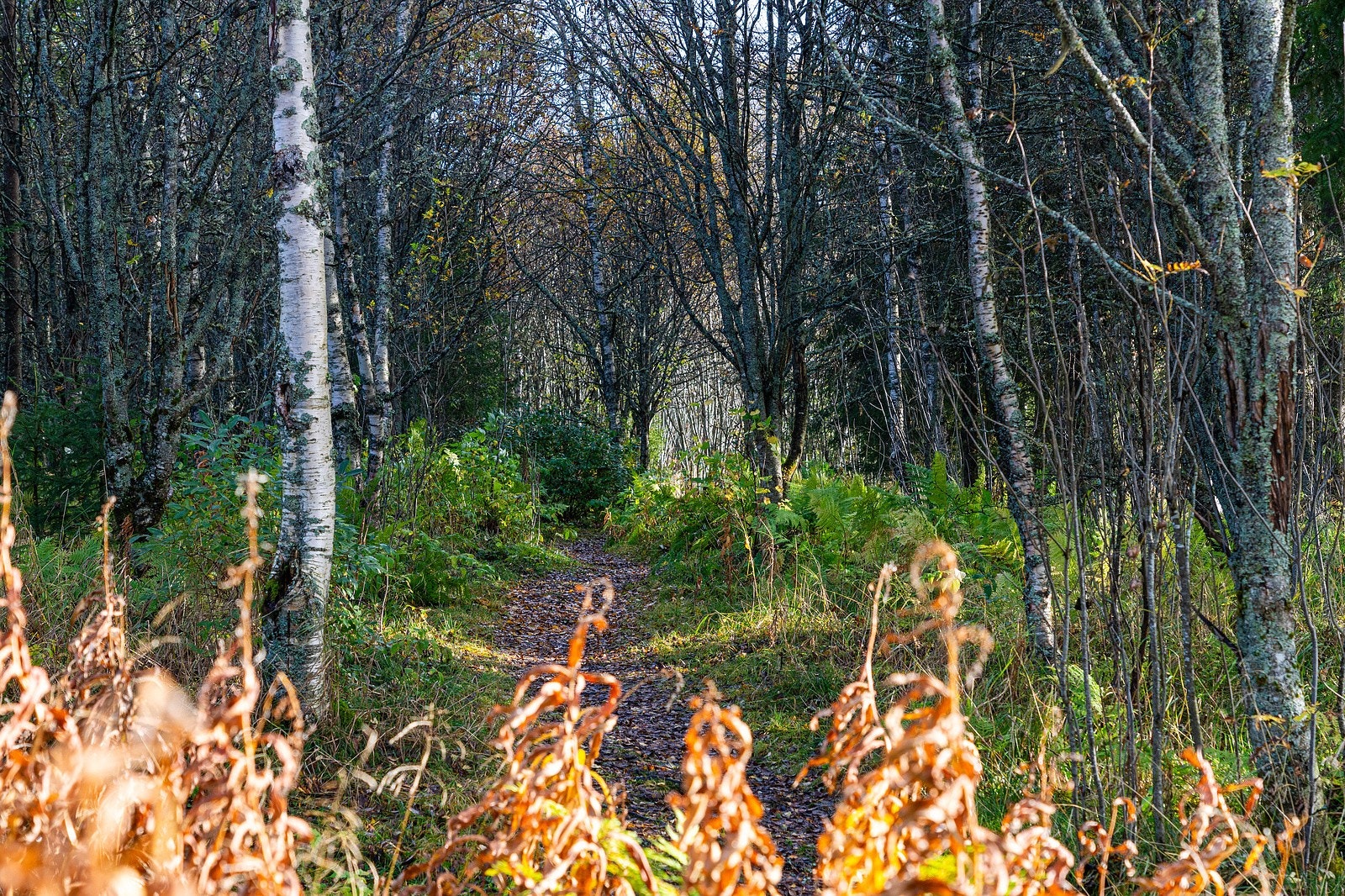 Med Mjølanskogen som nærmeste nabo er dørstokkmila kort og du kan komme i ditt livs form. Galleribilde