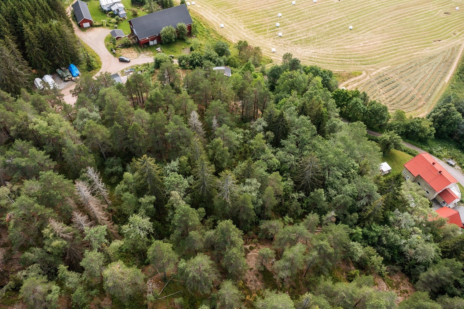 Tomt på fjell (kupert) med skogsvekst, naturtomt Galleribilde