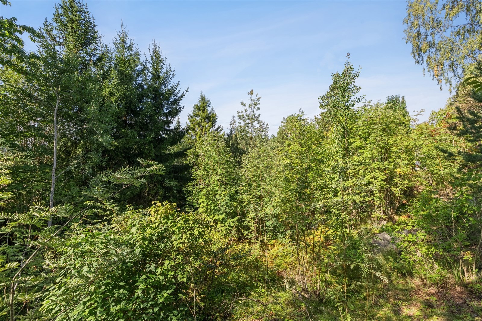 Eiendommen må ryddes for vegetasjon. Den ligger ellers høyt i terrenget. Galleribilde