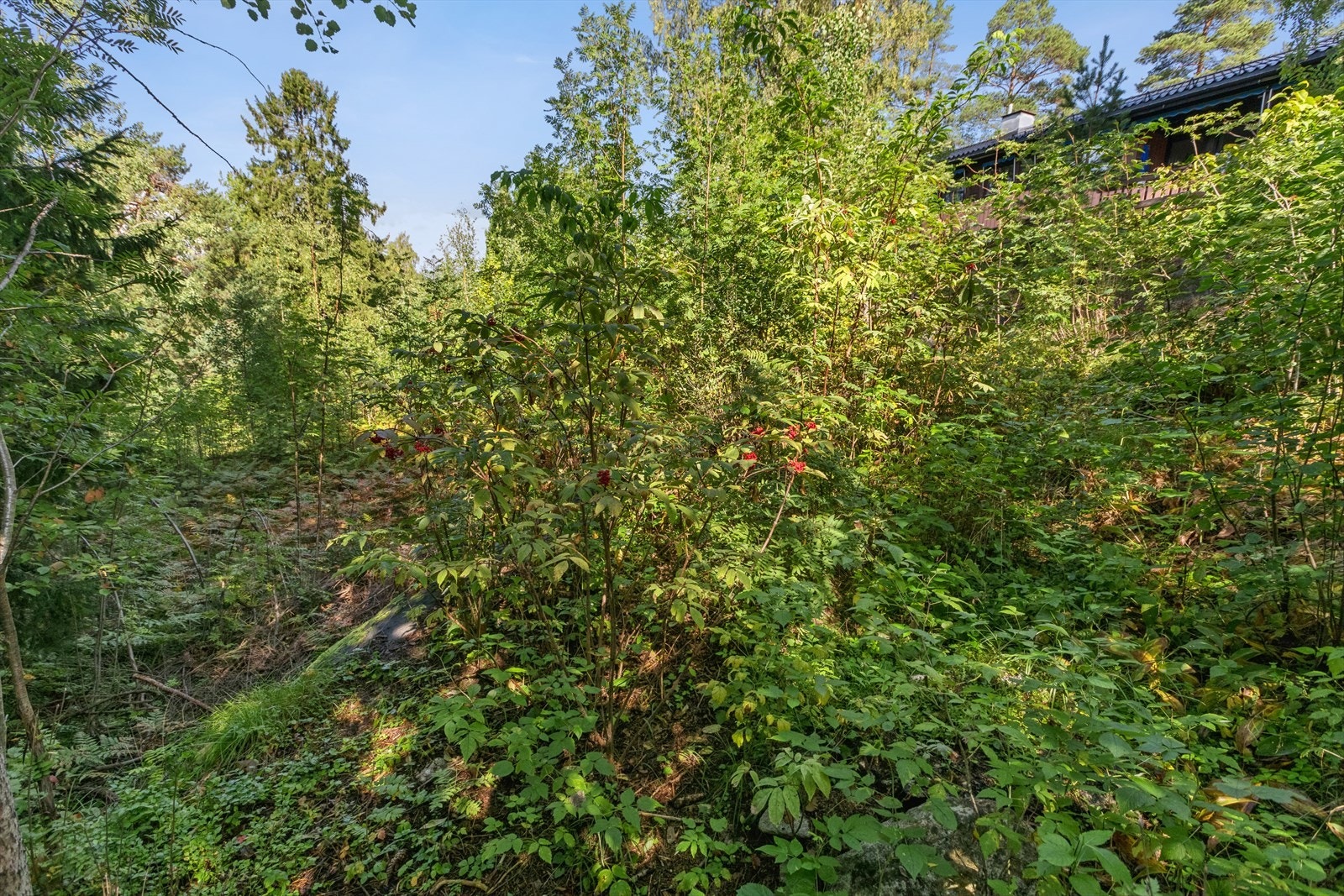 Tomten. Galleribilde