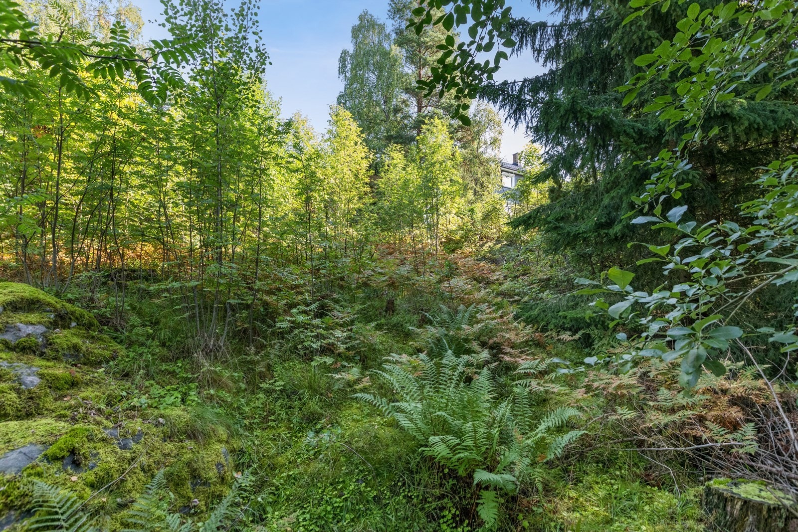 Tomten. Galleribilde