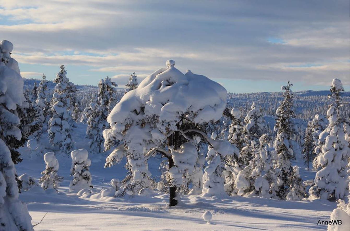 Vinter på Steintjønn, her får du oppleve skikkelig vinter. Galleribilde