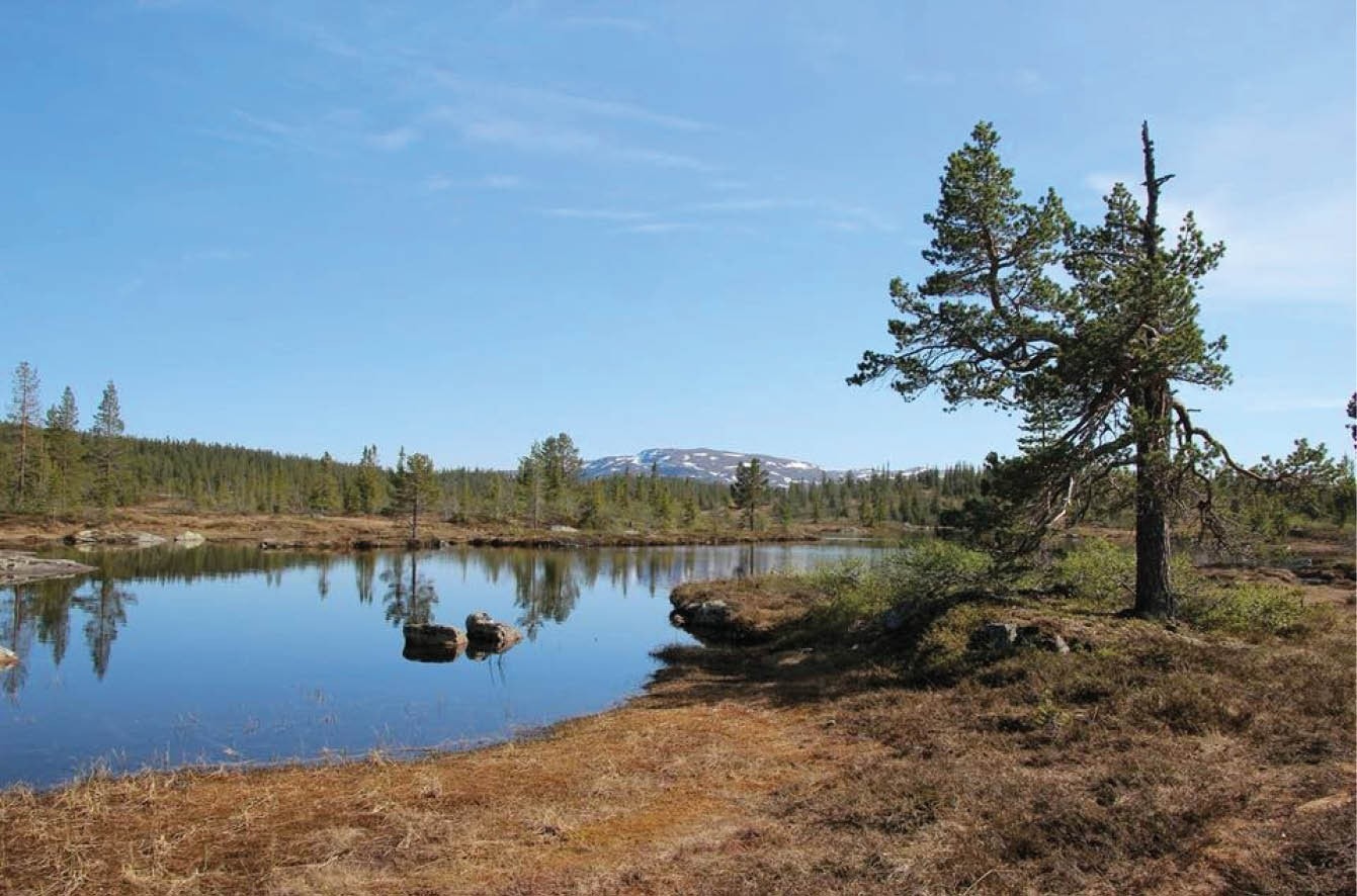 Bilde fra Steintjønn, med Blefjell i bakgrunnen Galleribilde