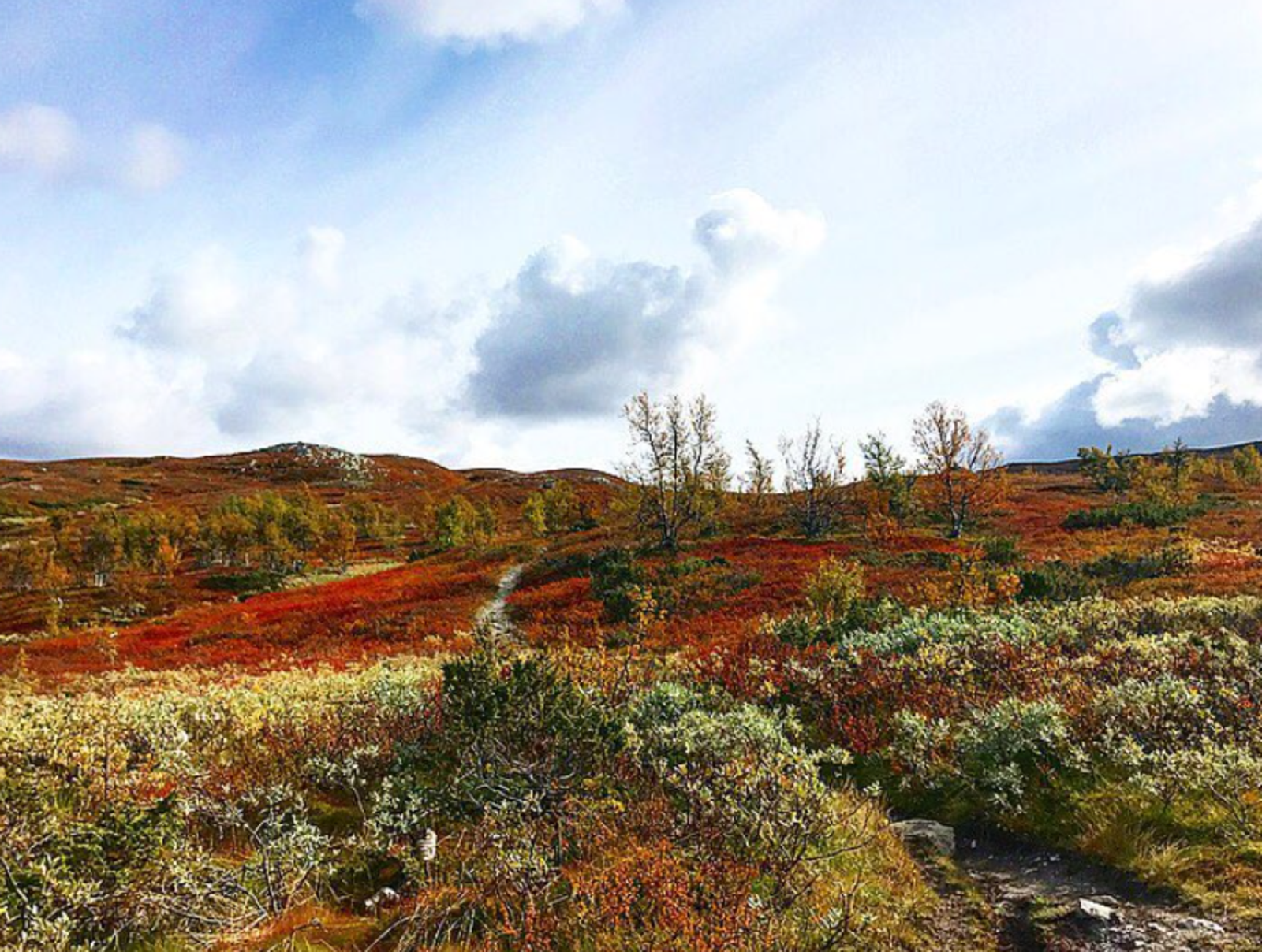 Nydelig turterreng
Fotokred @nystolfjellet Galleribilde