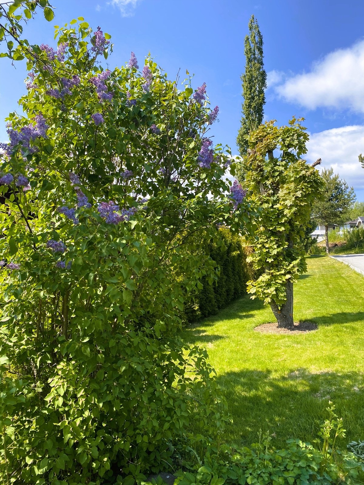 Beplantning skjermer god mot naboeiendommen. Galleribilde