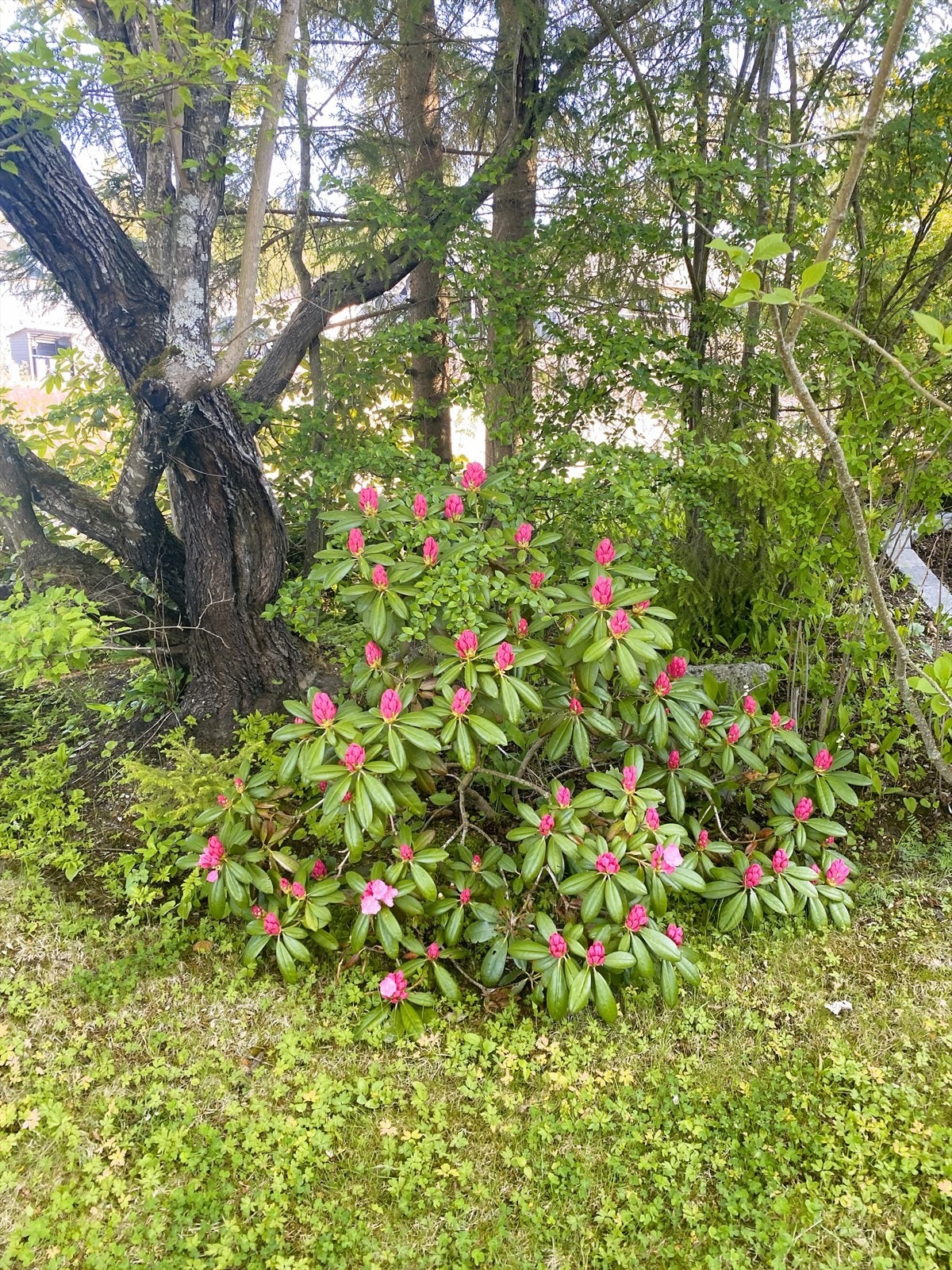 Det er mye fin beplantning i hagen. Galleribilde