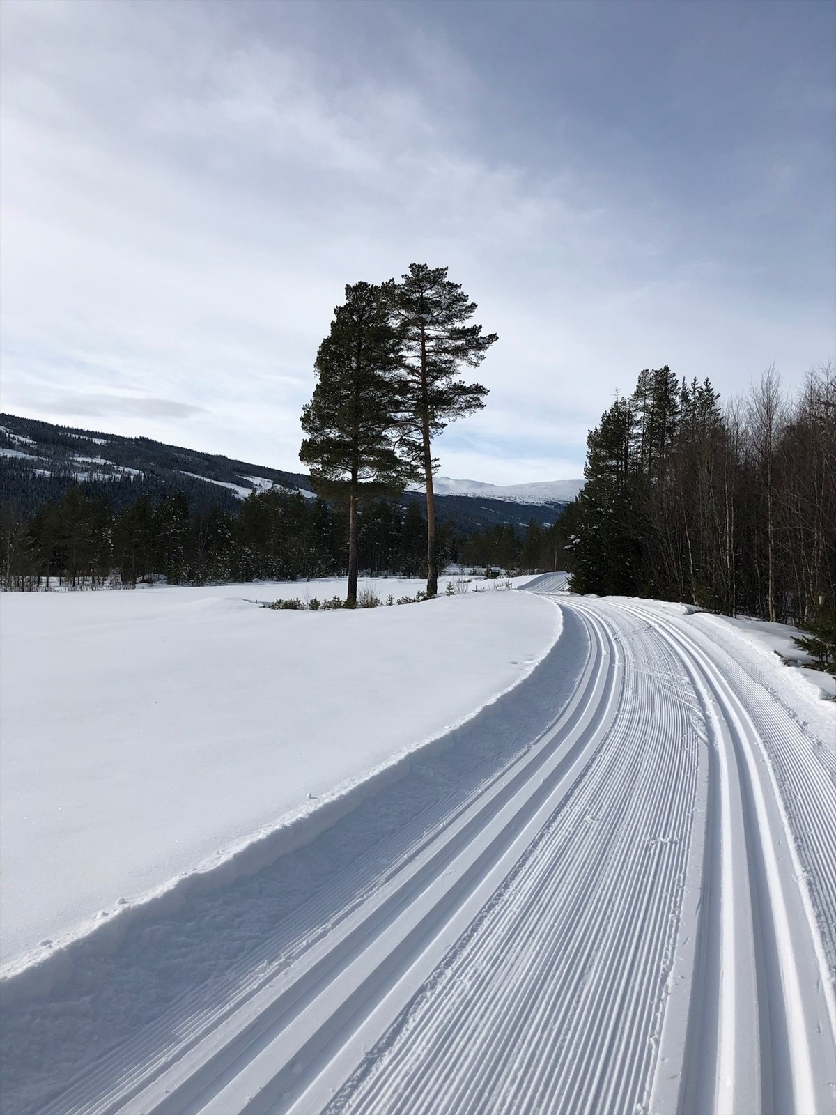 Langrennsløypene Galleribilde