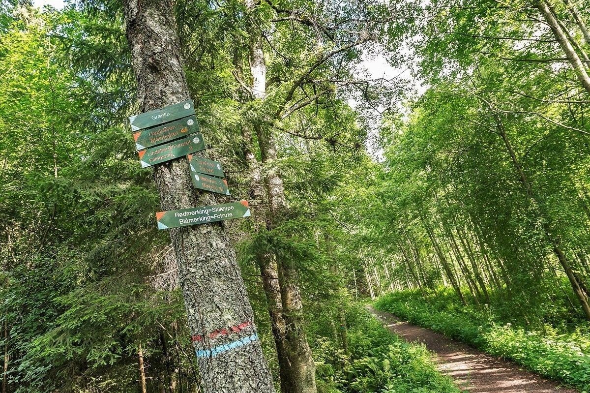 Kort vei til nydelige Østmarka Galleribilde