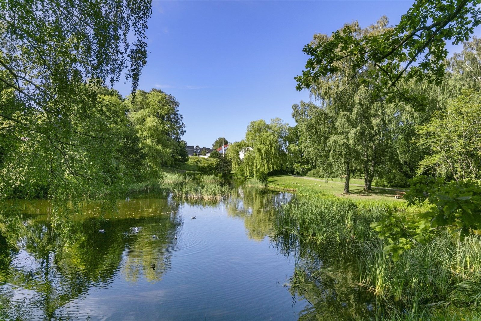 Rosanesparken, idyllisk på sommeren og livlig med akebakke og skøyter på vinteren. Galleribilde