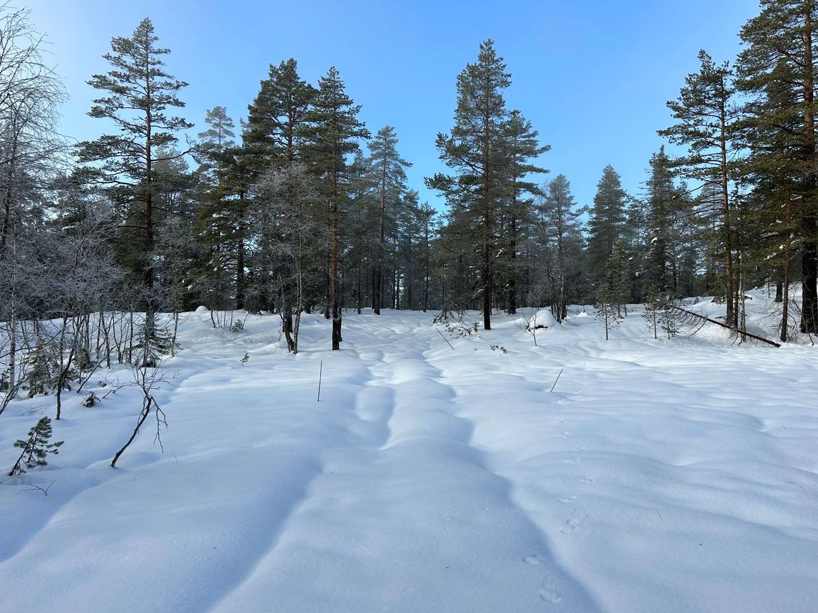 Det går skispor over eiendommen Galleribilde
