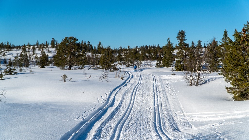 Fantastiske preparerte milevis med løyper. Galleribilde