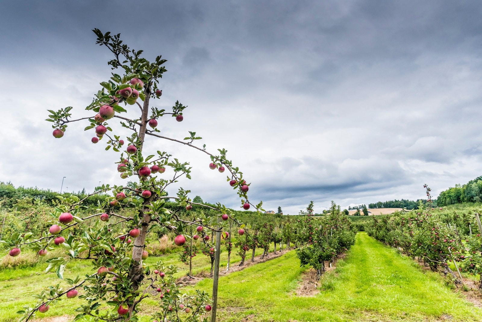 Ringerike er et "spiskammers" i Norge! Galleribilde