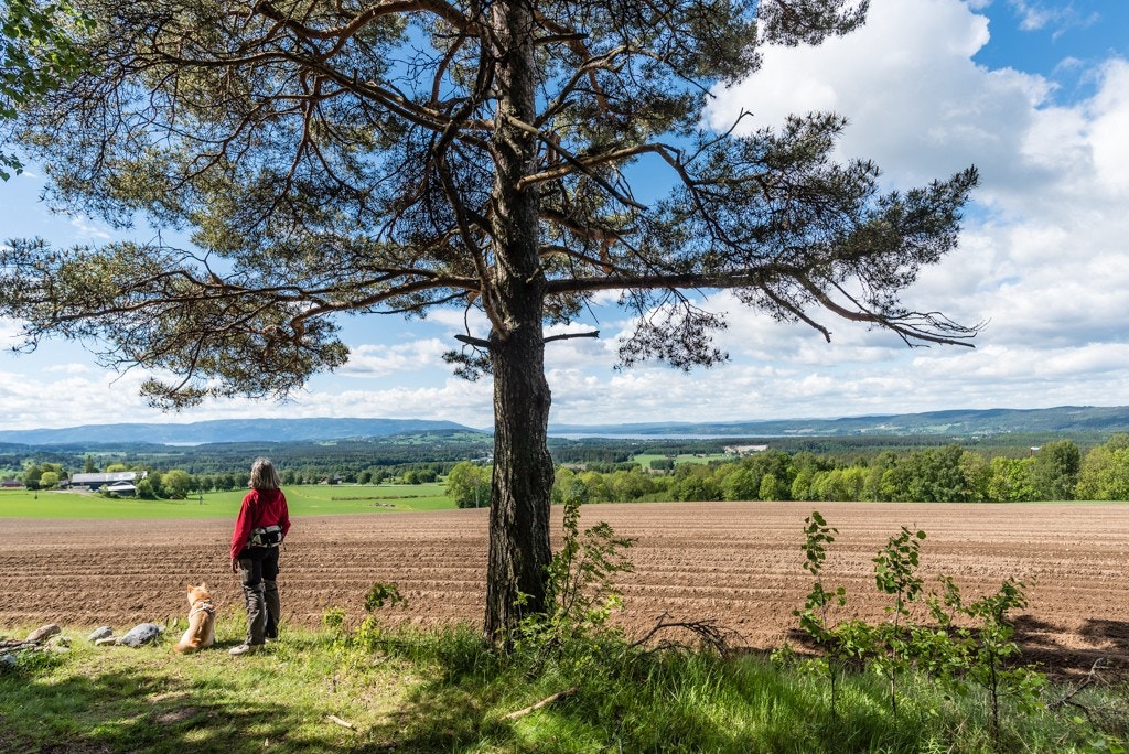 Flott kulturlandskap på Tandberg Galleribilde
