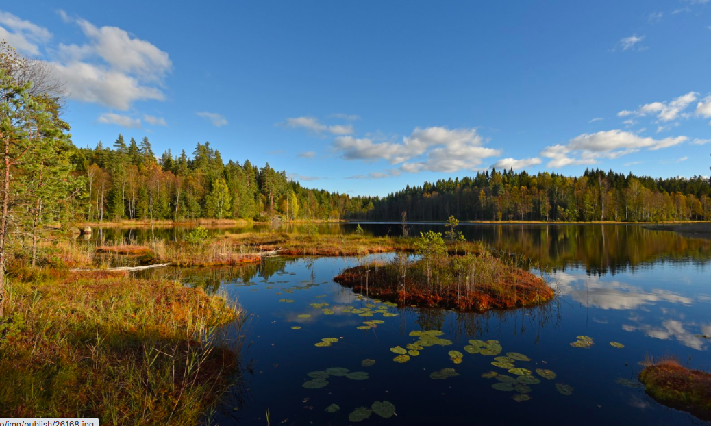 Badeplassen Vientjern om sommeren. Galleribilde