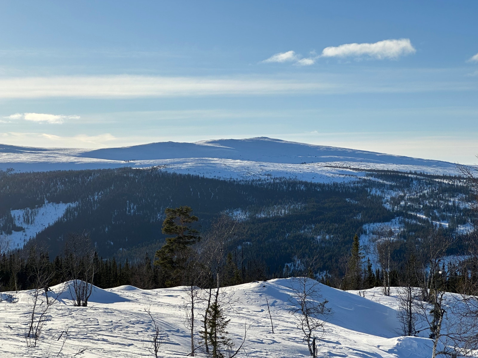 Kvitvola Galleribilde