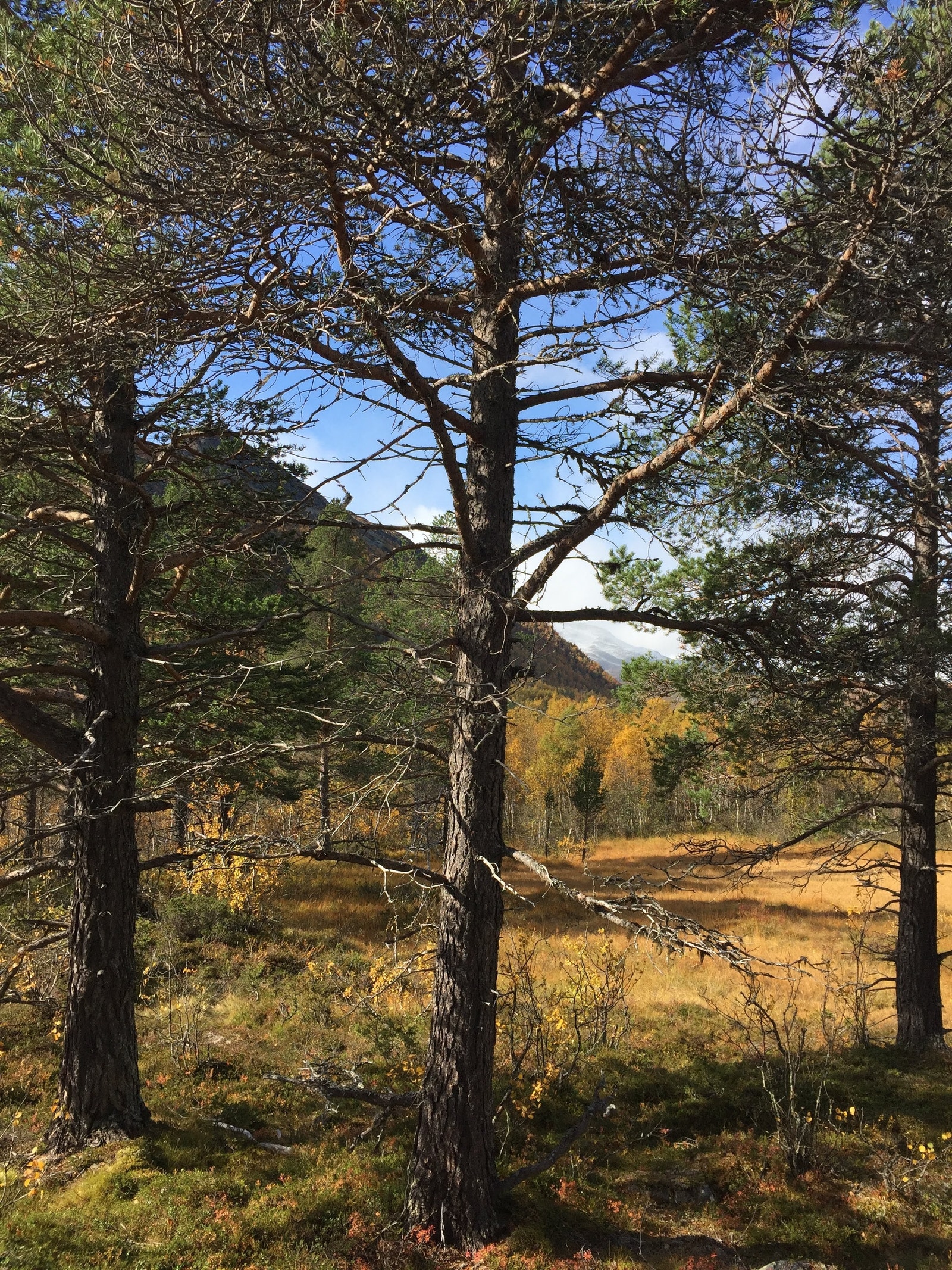Rett bortenfor hytta en sen høstdag Galleribilde