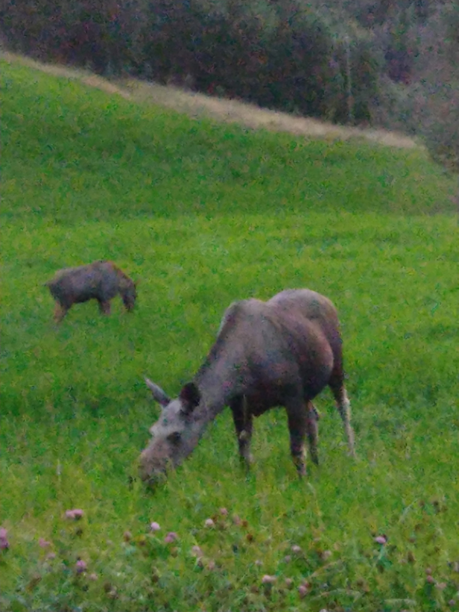 Ku og kalv Galleribilde