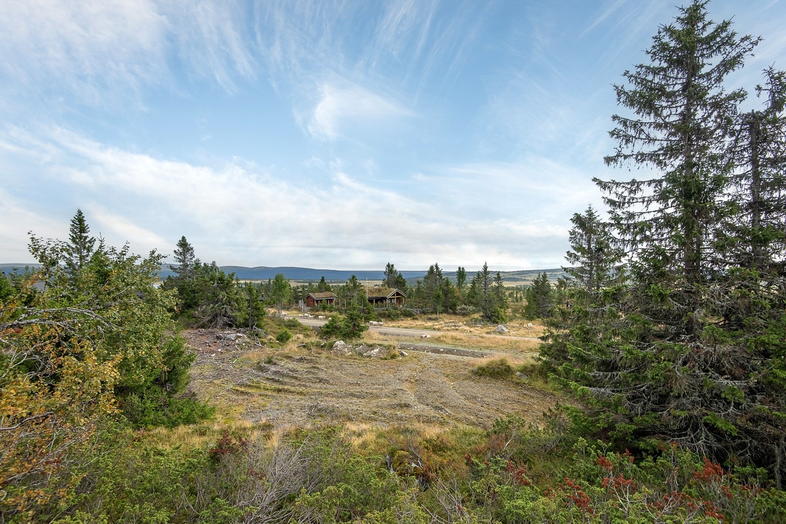 Bilder fra tomta. Det er ikke opparbeidet vei fram til tomta. Her er det flere løsninger og en ny eier blir enige med selger her om løsning. Adkomstvei inn til tomta må opparbeides for kjøpers regning. Galleribilde