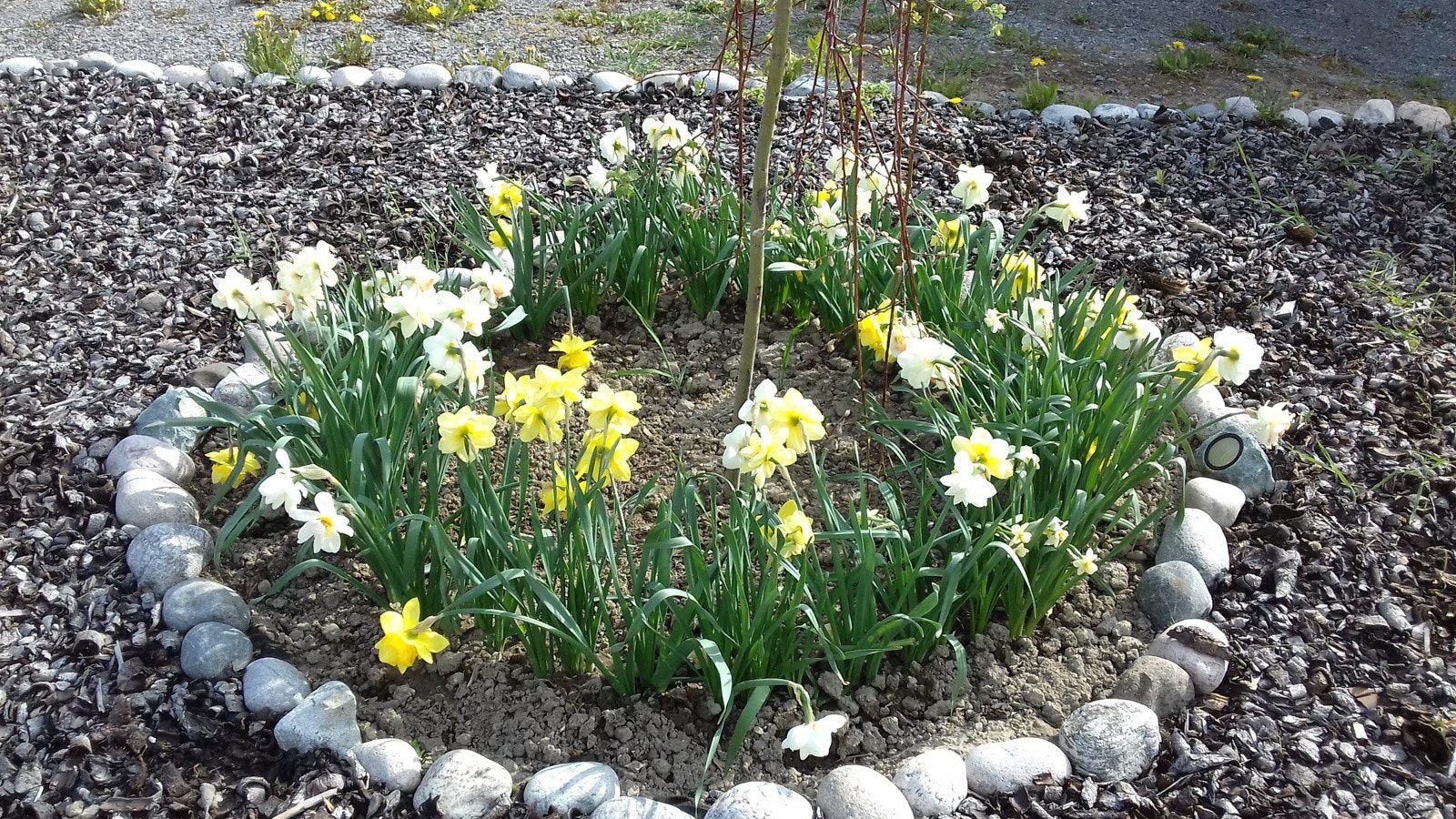 Blomsterbed3 Galleribilde