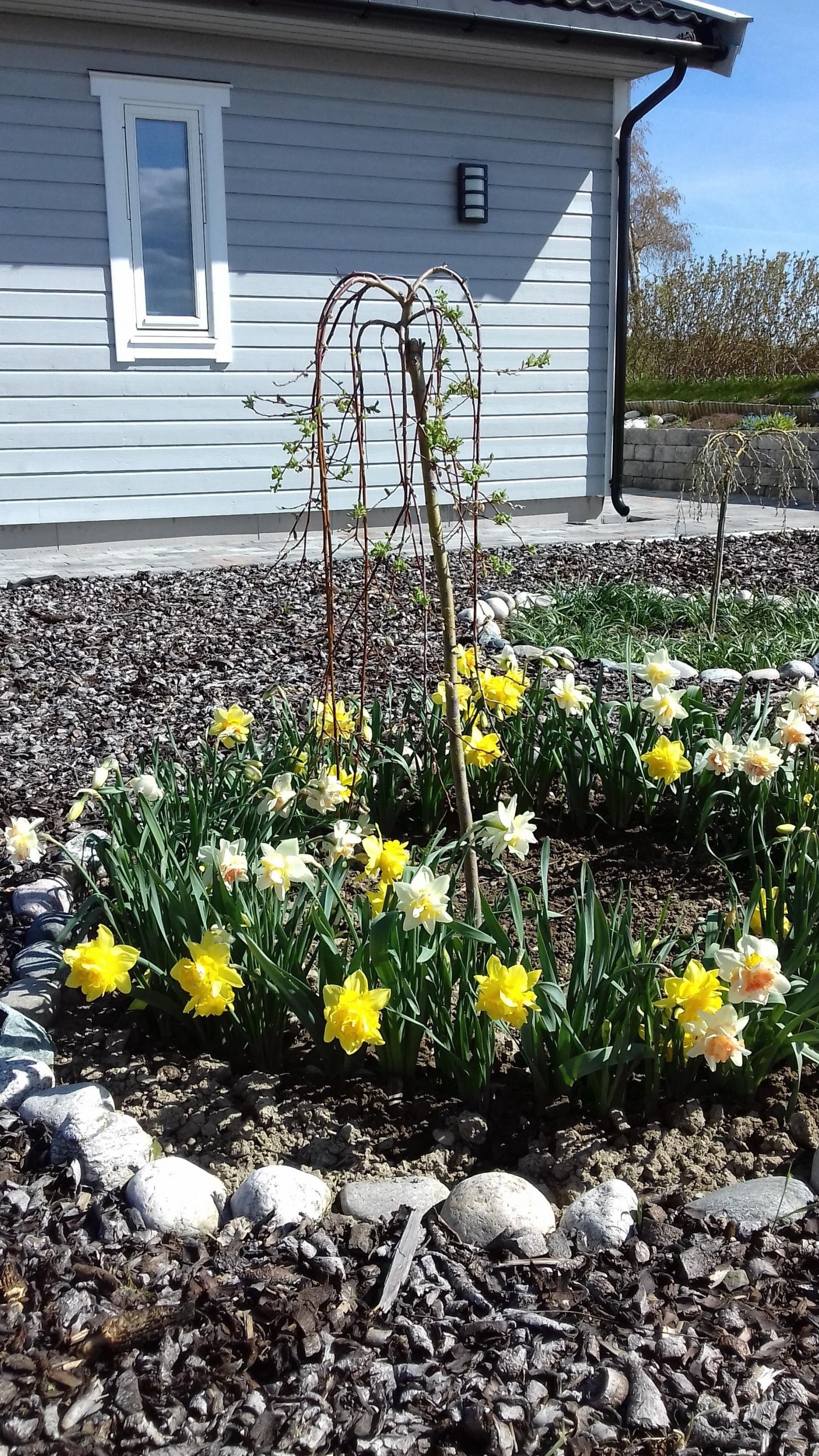 Blomsterbed1 Galleribilde