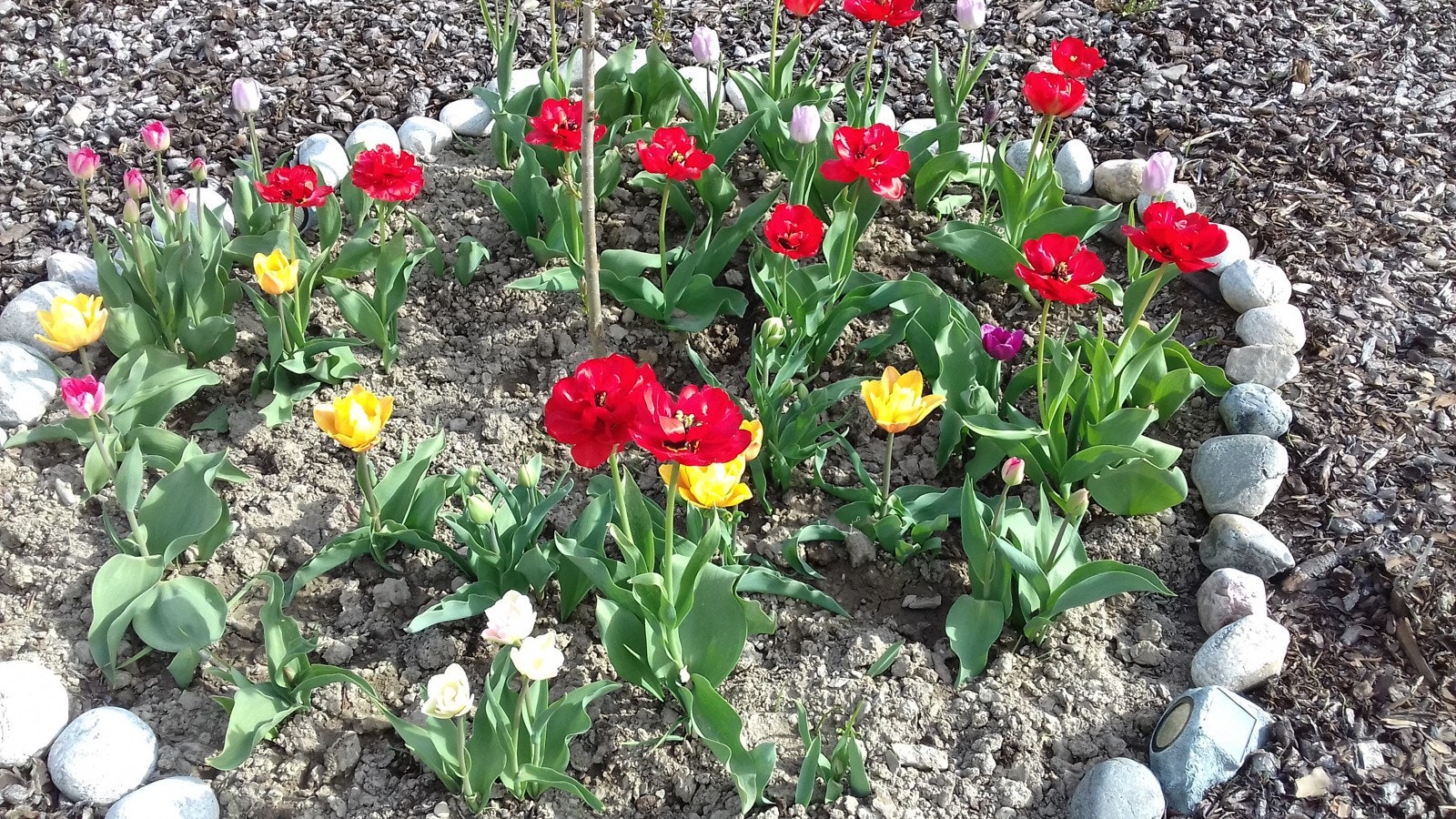 Blomsterbed2 Galleribilde