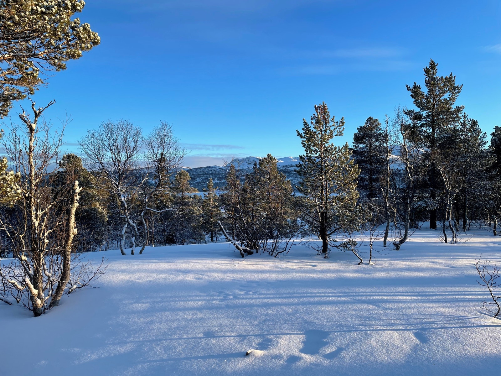 Bilder fra tomteområdet Galleribilde